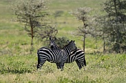 Two zebras out in a field