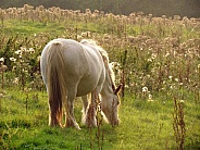 Pony grazing in evening sunlight
