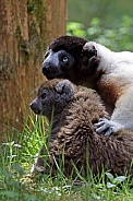rowned sifaka (Propithecus coronatus) and Lac Alaotra bamboo lemur (Hapalemur alaotrensis)