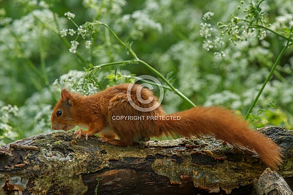 Squirrel in the forest