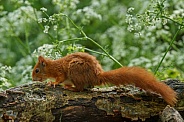 Squirrel in the forest