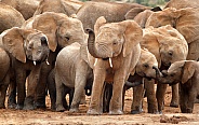 Juvenile Elephant Group