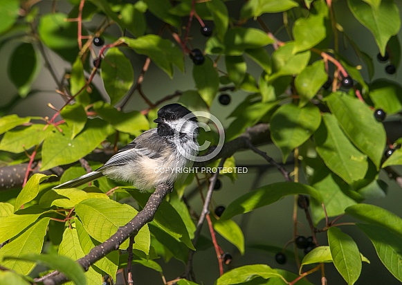 Black-Capped Chickadee