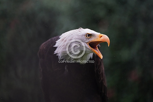 Bald Eagle Bald Eagle