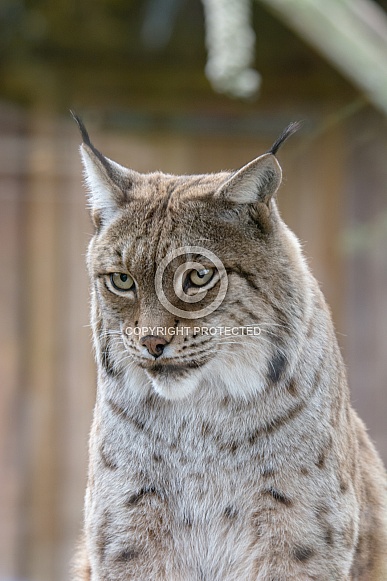 Lynx Lynx