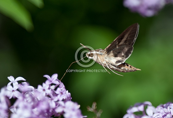 Hummingbird hawkmoths