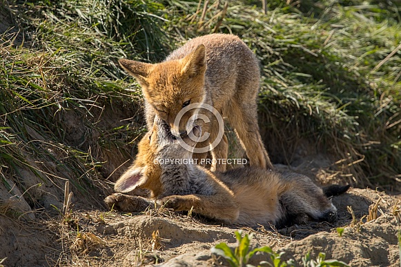 Red fox cub/cubs in nature