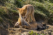 Red fox cub/cubs in nature