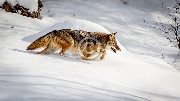 Coyote in winter snow