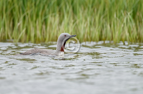 The red-throated loon (North America) or red-throated diver (Britain and Ireland) The red-throated loon (North America) or red-throated diver (Britain and Ireland)