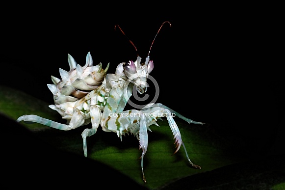 Spiny Flower Mantis Spiny Flower Mantis