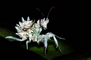 Spiny Flower Mantis