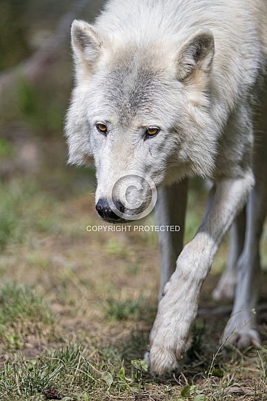 Arctic Wolf Arctic Wolf