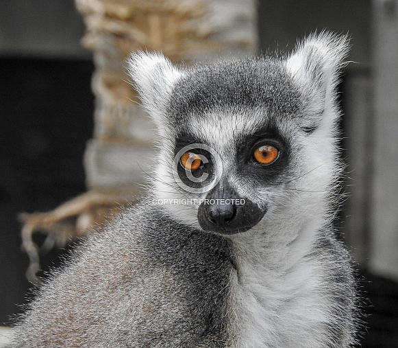 Ring-tailed Lemur Ring-tailed Lemur