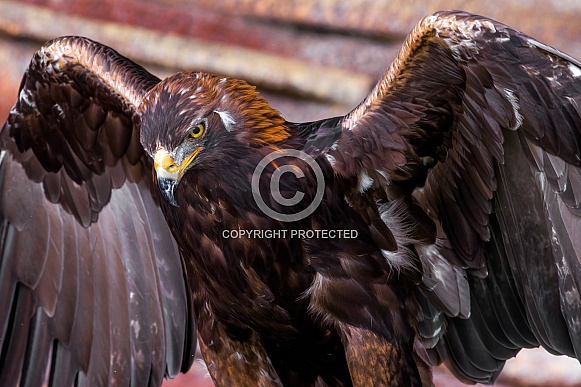 Eagle-Golden Eagle