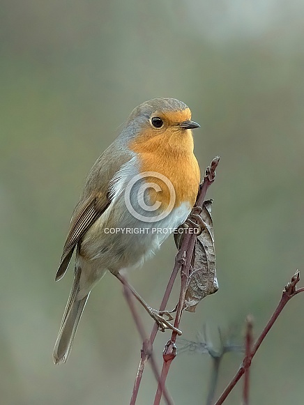 Eurasian Robin