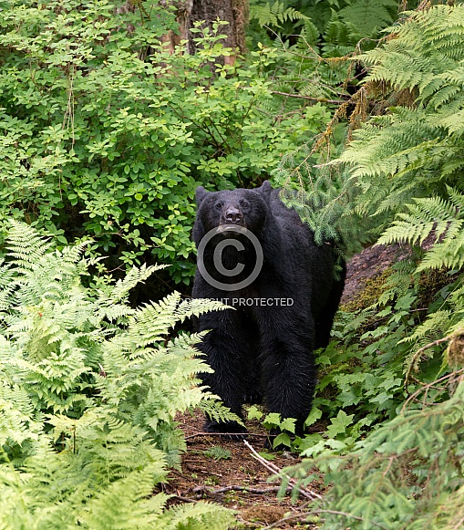 Black Bear (wild) Black Bear (wild)