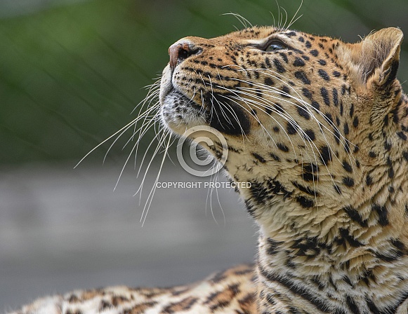 African Leopard Looking Up