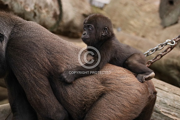 Hitchin a ride