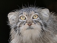 Siberian Pallas Cat