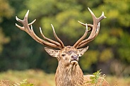 red deer