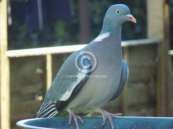 Wood pigeon