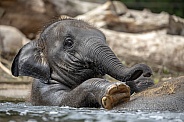 Asian elephant (Elephas maximus)