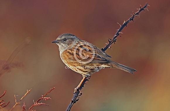 Dunnock/Hedge Sparrow