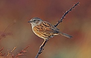 Dunnock/Hedge Sparrow
