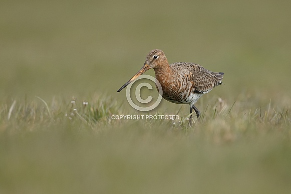 Black-tailed godwit