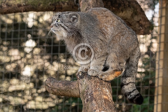 Pallas' Cat Full Body On A Log