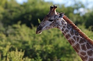 Side profile of a giraffe