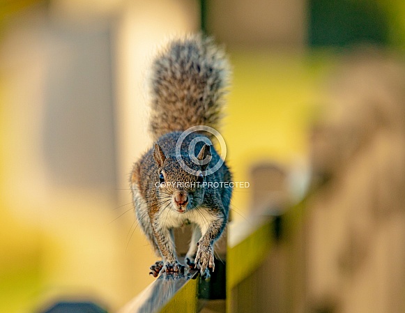 Squirrel
