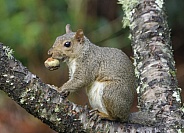 Grey Squirrel