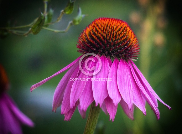 Eastern purple coneflower Eastern purple coneflower