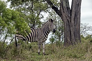 Zebra - Wild