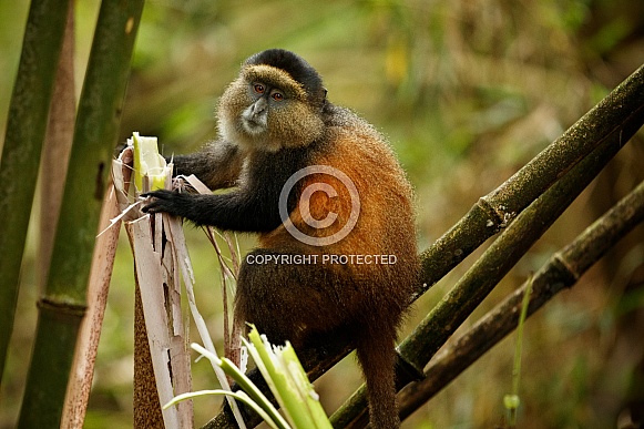 Wild and rare golden monkey