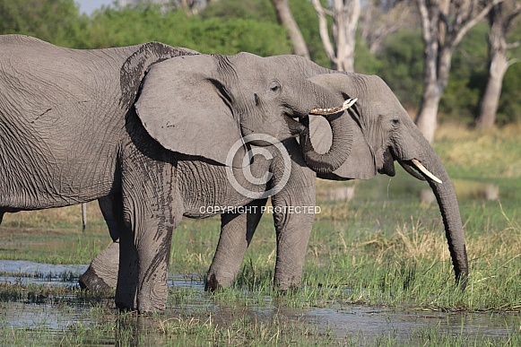African elephants drinking from river