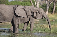 African elephants drinking from river