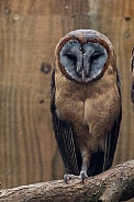 American Barn Owl