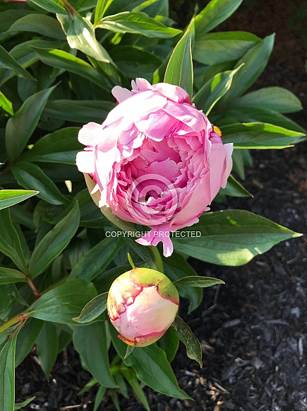 Pink Peony with Bud Pink Peony with Bud
