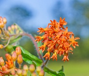 Asclepias tuberosa, the butterfly weed, is a species of milkweed native to eastern and southwestern North America