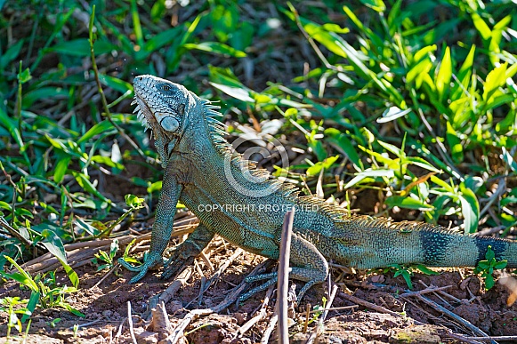 Iguana Iguana