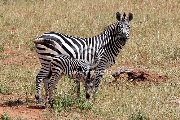 Zebras