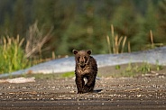 Bear cub on an early morning stroll near the water