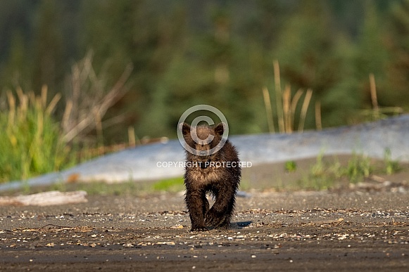 Bear cub on an early morning stroll near the water