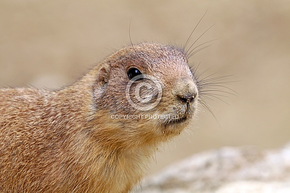 Black-tailed prairie dog (Cynomys ludovicianus) Black-tailed prairie dog (Cynomys ludovicianus)