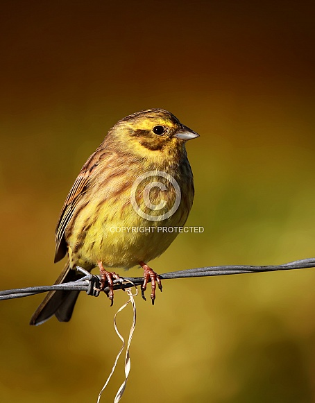 Yellowhammer Yellowhammer