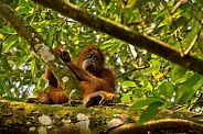 Sumatran orangutan in the nature habitat