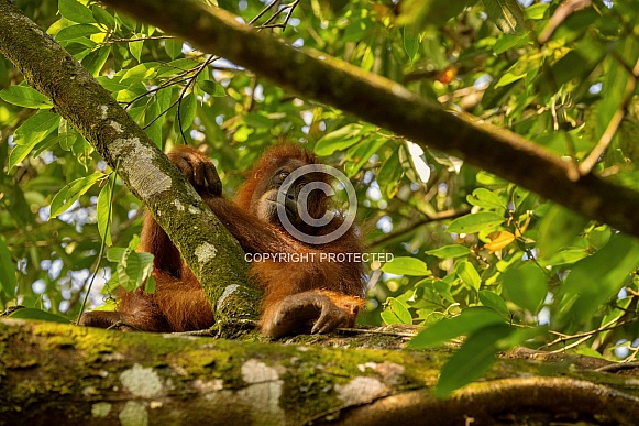 Sumatran orangutan in the nature habitat